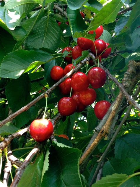 Вишня в саду (Много фото) - treepics.ru