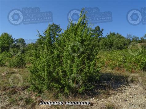 Juniperus Communis Common Juniper Tree Juniperus Communis Common