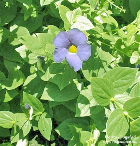 Тунбергия (Thunbergia) » Информационный портал LugaSad — новое, лучшее ...