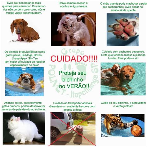 Marconews Pets precisam de cuidados no verão