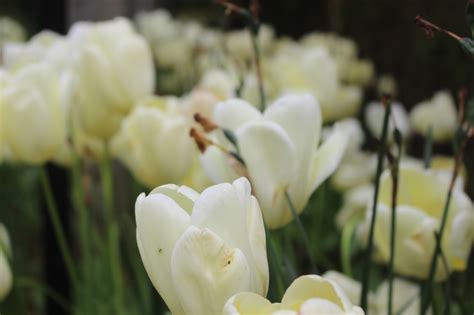 R O S L A N T A L I B L I F E 20 Springfields Tulip Festival And Craft