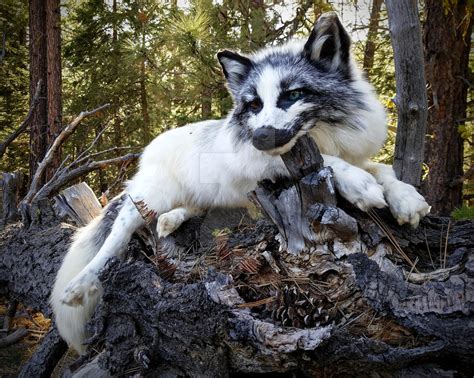 Marble Fox Quil By Adarkernemisis On Deviantart