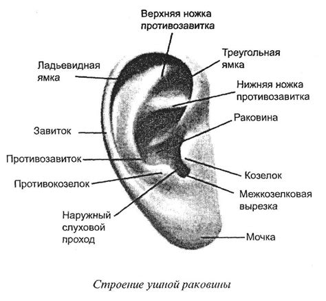 Аурикулотерапия