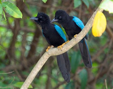 Yucatan Jay Cyanocorax Yucatanicus Bird Species Exotic Birds Pet