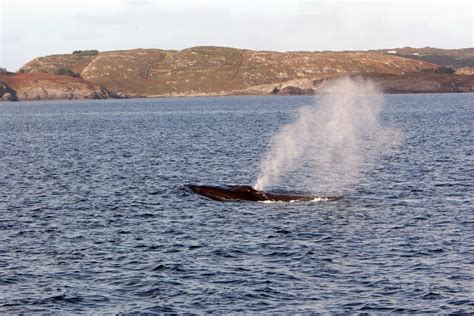 Fin Whale | Irish Whale and Dolphin Group