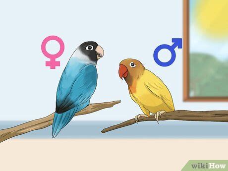 How To Tell The Sex Of Parrots Ringnecks Parakeets More
