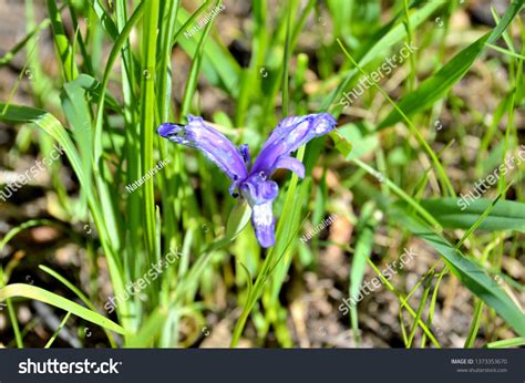 Determining Sex Baby Images Stock Photos Vectors Shutterstock