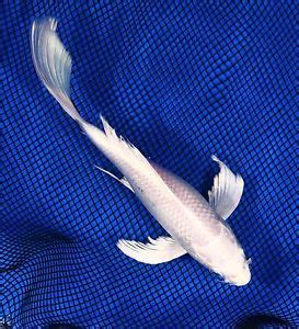 6 Butterfly Platinum Ogon Live Koi Fish Pond Garden BKD On PopScreen