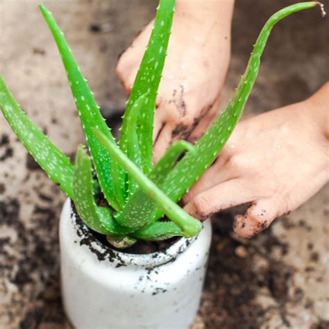 how to propagate aloe vera 5