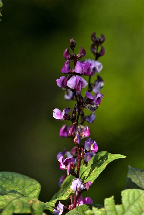 Hyacinth Bean Vine Planting Guide