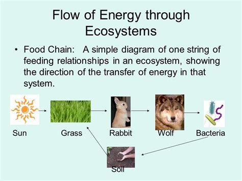 Simple Ecosystem Diagram