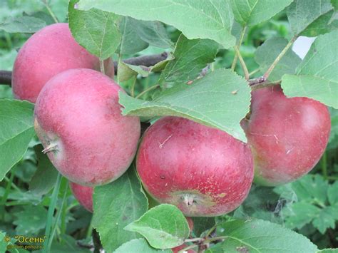 Яблоня Спартан - описание сорта и фото яблок