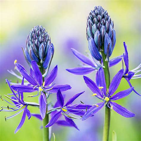 Камассия Quamash Orion - купить луковицы в Украине дешево | Florium.ua