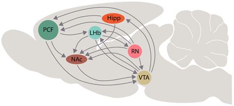 Schematic Representation Of Interactions Among The Lateral Habenula