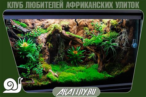 Террариум для улитки ахатин - правила и примеры декорирования(фото)