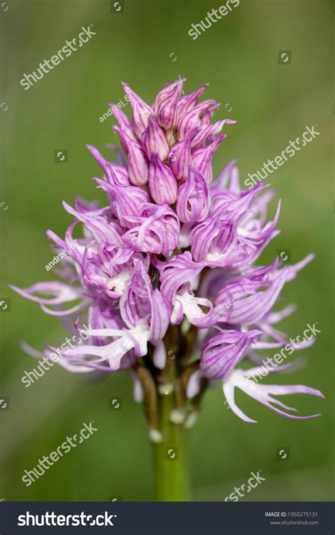 Naked Man Orchid Orchis Italica On Stock Photo Shutterstock