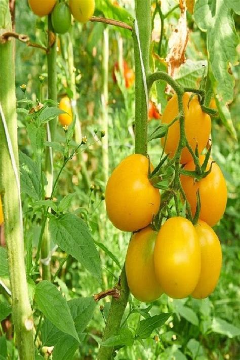 Golden Jubilee Heirloom Tomato Meatiest Juiciest Kinds Of