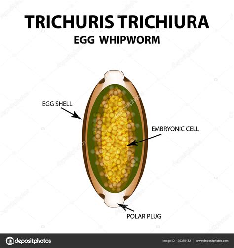 Trichuris Trichiura Egg