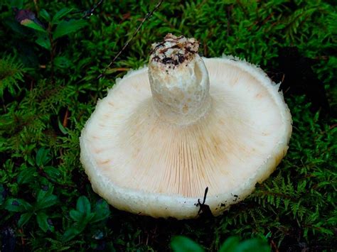 Грибы грузди - AgroFlora.ru