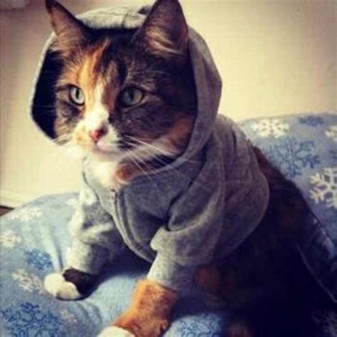 Cats in Sweaters Are So Cute