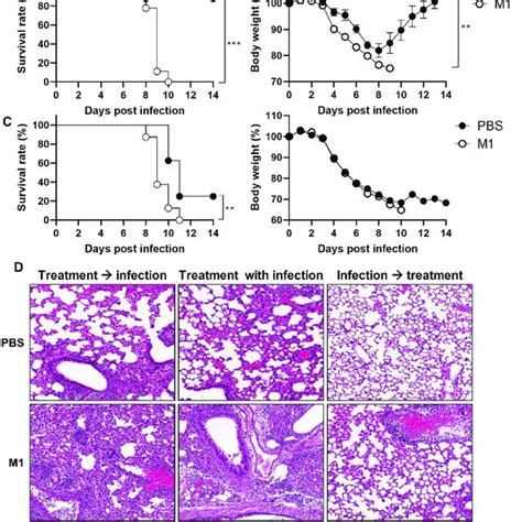 M1 Aggravates Influenza Pathogenesis In A TLR4 Dependent Manner Mice