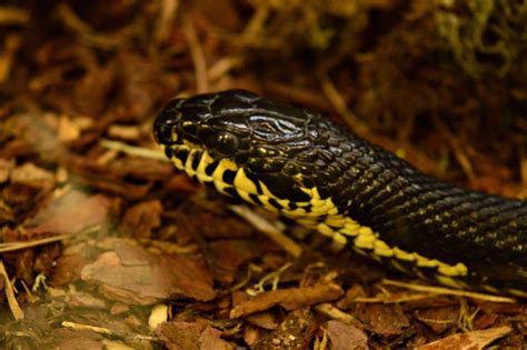 Amur Rat Snake By Crosslineanimator On Deviantart