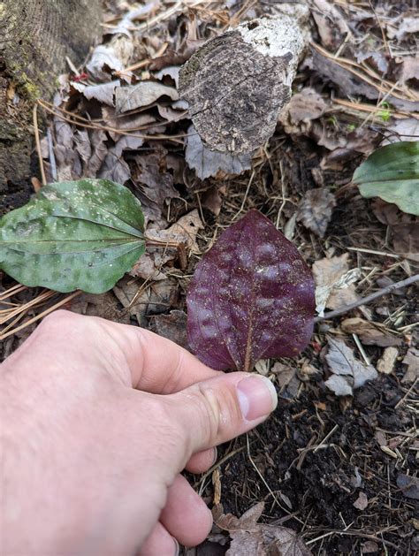 Rare Cranefly Orchid (4/11/22) NJ : r/Wildflowers