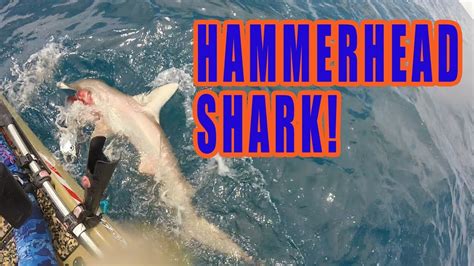 Hammerhead Shark Attacks My Catch While Kayak Fishing Offshore Youtube