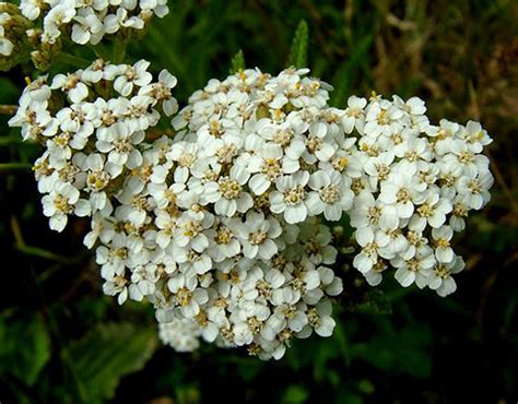 Семена тысячелистник обыкновенный купить, узнать про посадку, уход ...