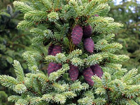 Picea Mariana Common Bonsai Conifer Black Spruce