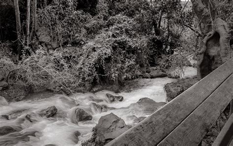 Free stock photo of africa, impala, zambia