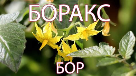 Еп.6 Полезни за хората и растенията в градината – БОРАКС - YouTube