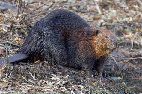 Types Of Beavers How Many Species Of Beavers Are There