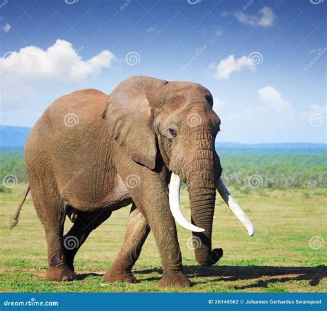 Elephant With Large Tusks Stock Photo Image Of Grass 26146562