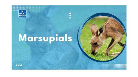 Marsupials: Key Characteristics, Peculiar Behaviors, Distribution ...