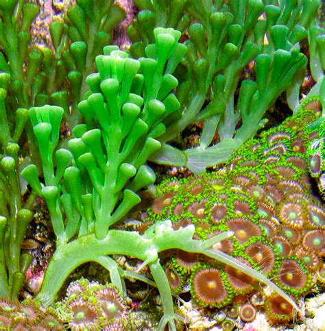 Caulerpa Racemosa Monaco Nature Encyclopedia