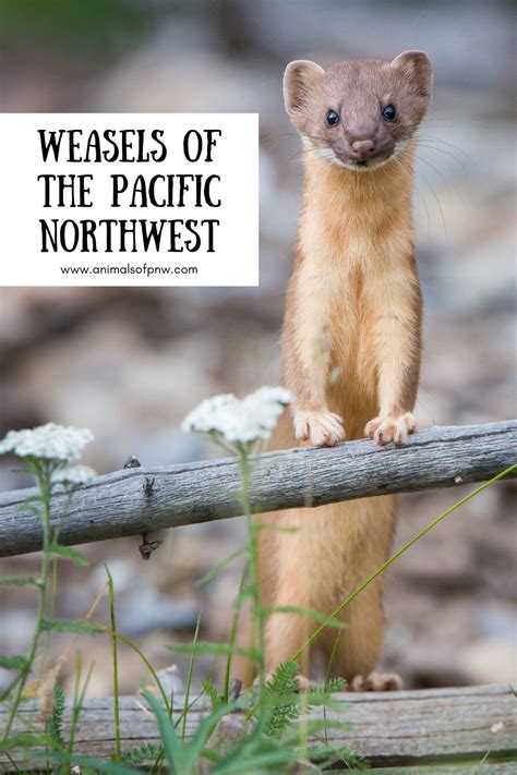 Weasels Of The Pacific Northwest Pacific Northwest Nocturnal Animals