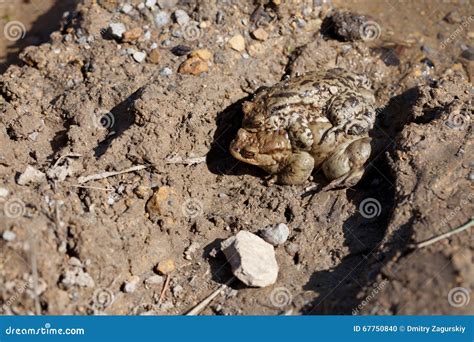 Two Toads In The Spring Of Sex Stock Photo Image Of Female Macro