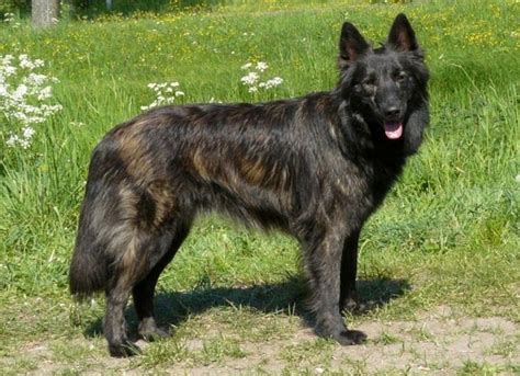 Хердер Голландская Херд Овчарка Фото — Фото Картинки