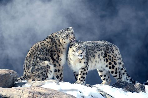snow leopard photo   photography workshops directory