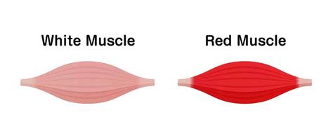 Fibras Vermelhas E Fibras Brancas O Que S O E Quais As Diferen As