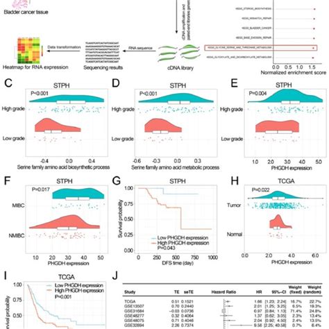 Investigating The Associations Among Phgdh Expression Download