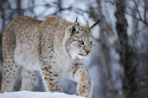 Sex lodjur kvar i årets jakt Syre