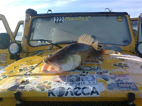 Судак 12,5 кг, 97 см, на апарыша. — УАЗ 31512, 3 л, 1994 года ...