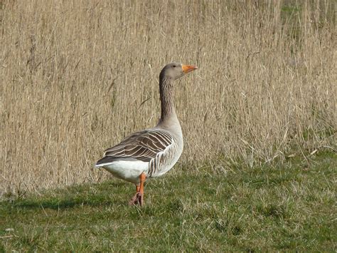 Oie cendrée Anser anser Greylag Goose Flickr