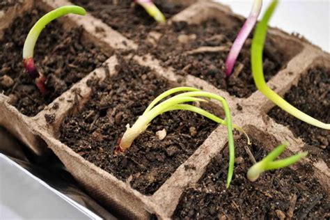 Лук | Выращивание луковой рассады