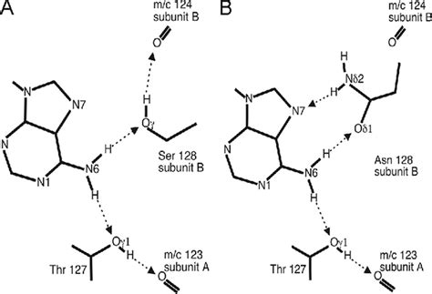 Schematic Diagram Of Hydrogen Bonding Contacts Of The Adenine Groups Of