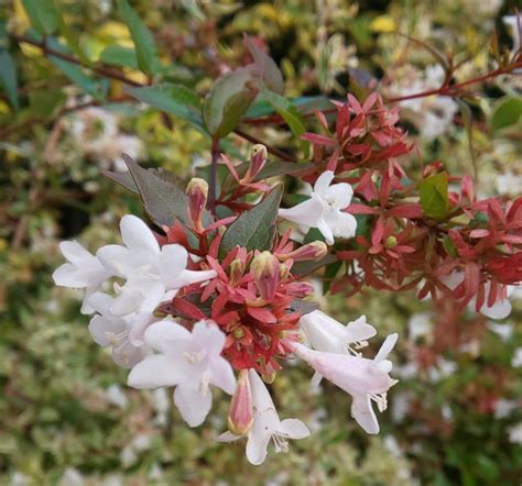 抗がん剤治療4回目 てらまえ紫陽花苑