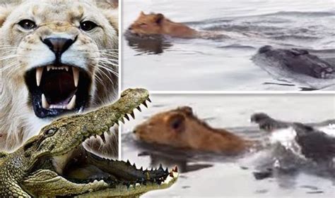 Crocodile attacks lion in Africa | Nature | News | Express.co.uk