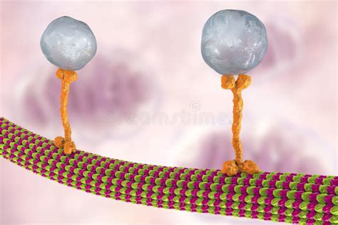 Le Transport Intracellulaire Prot Ines De Kinesin Transportent Des